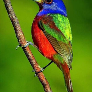 Aves - 29 -2026