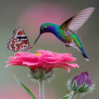 Colibríes 69-2026