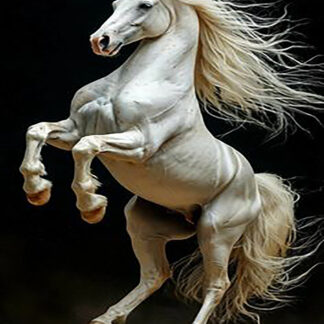 Caballos 35 - 2026
